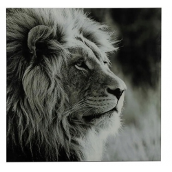 Obraz Czarno Biały Szklany Lew